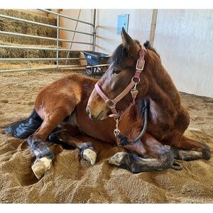 Meet your Posher, Libby
